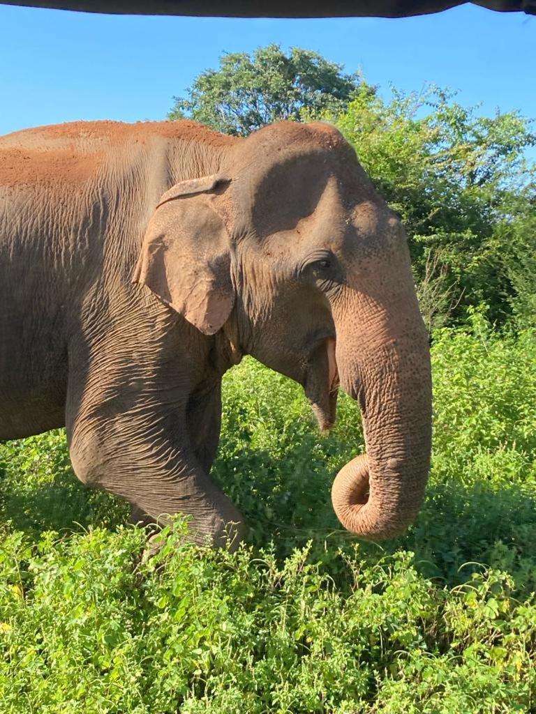 Elephant Paradise Safari Bungalow Udawalawe Eksteriør bilde