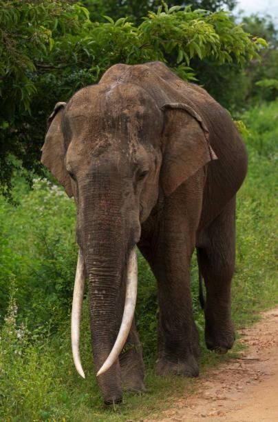 Elephant Paradise Safari Bungalow Udawalawe Eksteriør bilde