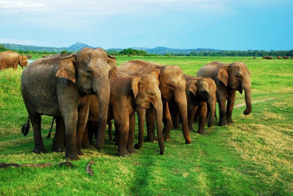 Elephant Paradise Safari Bungalow Udawalawe Eksteriør bilde