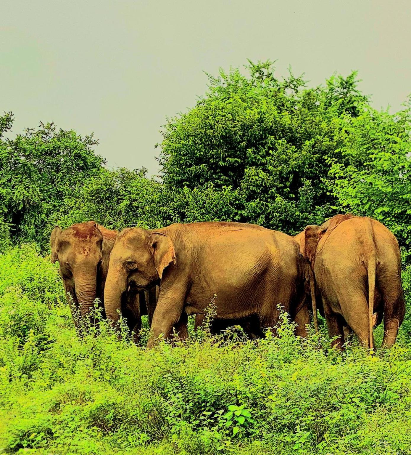 Elephant Paradise Safari Bungalow Udawalawe Eksteriør bilde