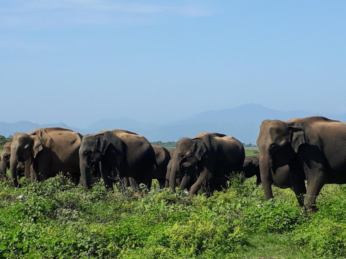 Elephant Paradise Safari Bungalow Udawalawe Eksteriør bilde
